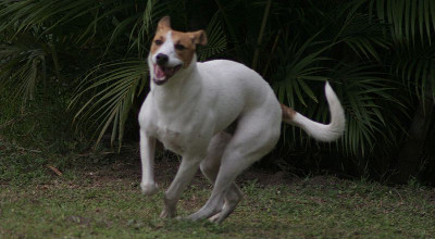 Dog running Dog running