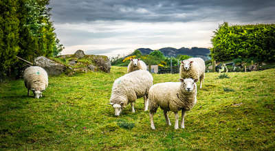 Pastor, do you smell like your sheep? Pastor Justin Lathrop explains. Pastoring sheep