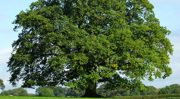 As with the oak tree and the lady with the bag, hope springs eternal. As with the oak tree and the old lady with the bag, hope springs eternal.