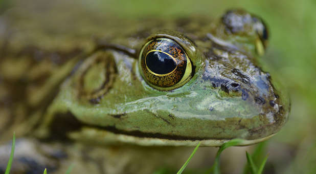 "If everything is urgent, then nothing is urgent." Bullfrog