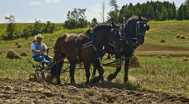 Could a plowhorse be expected to run a sprint race? Could a racehorse be expected to plow? Plowhorse