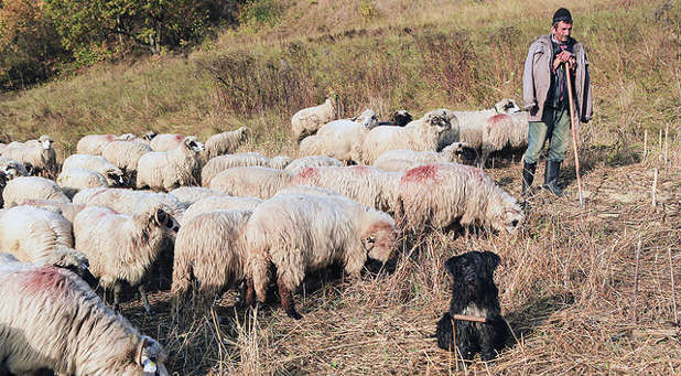 A good leader is a good shepherd, not a bully. A good leader is a good shepherd, not a bully.