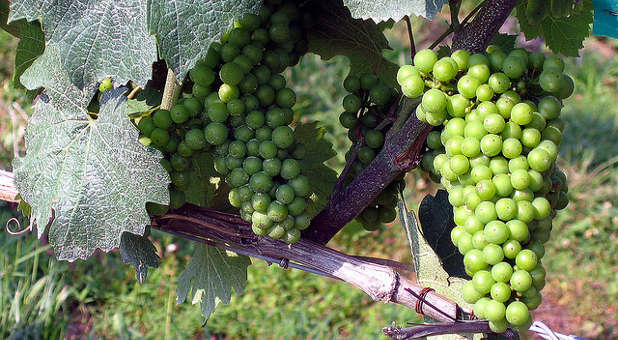 vineyard