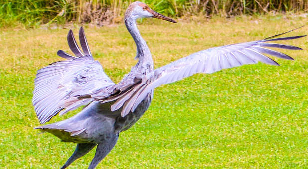 Arriving Sandhill Crane Arriving Sandhill Crane