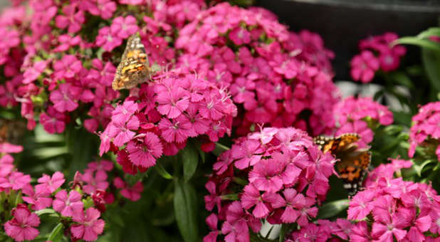 Nature teaches us to embrace abundance. Flowers