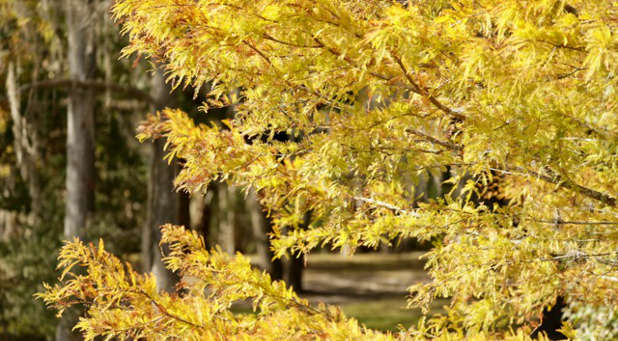 The branch cannot bear fruit by itself. Trees