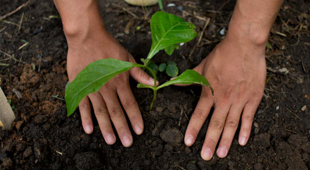 Sustain the system and your trees will grow.