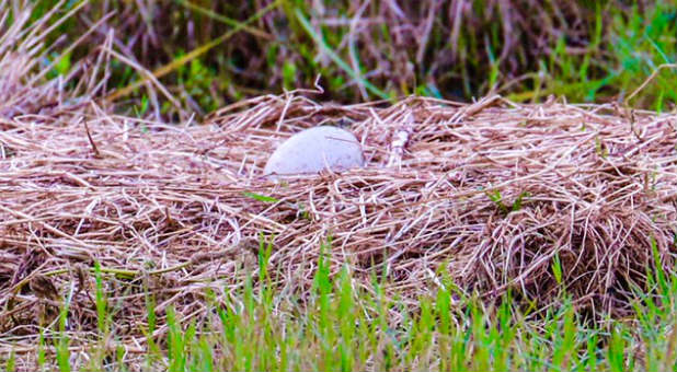 Abandoned Sandhill Crane egg
