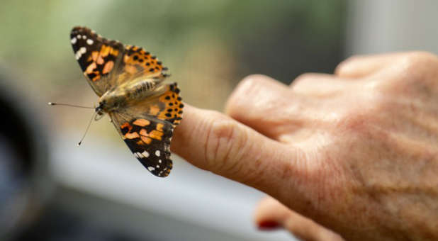 Butterflies are free to change. Butterfly