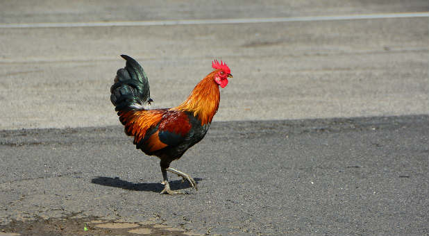 Chicken crosses the road to a list only as a commodity.