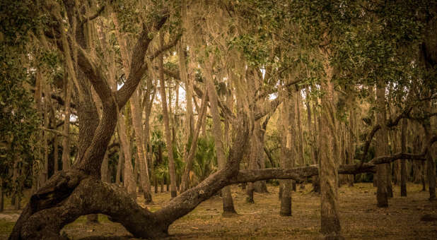 In the forest without a compass Forest