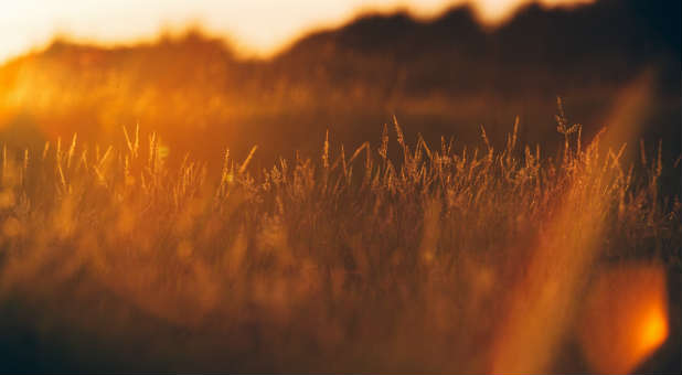 It's time to harvest. It's time to harvest.