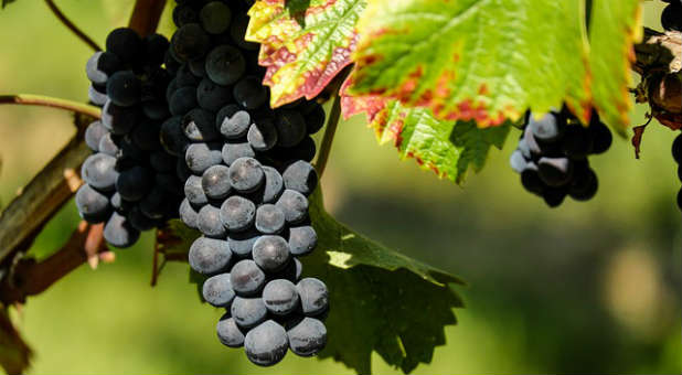 This is how to bear fruit in your church that lasts.