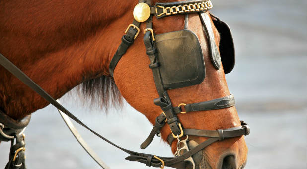 Horses wear blinders to keep from getting distracted by their excellent peripheral vision.