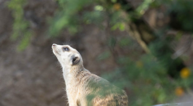 Looking for Jesus Meerkat