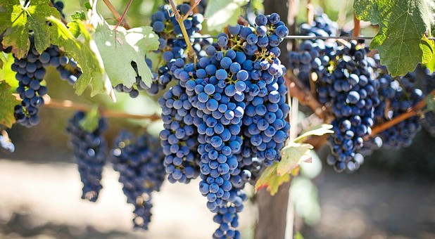 The process of pruning often produces the most fruitful season in a believer's life.