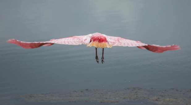 Grace in flight