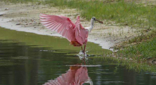 The Roseate Spoonbill adds color to any pond.