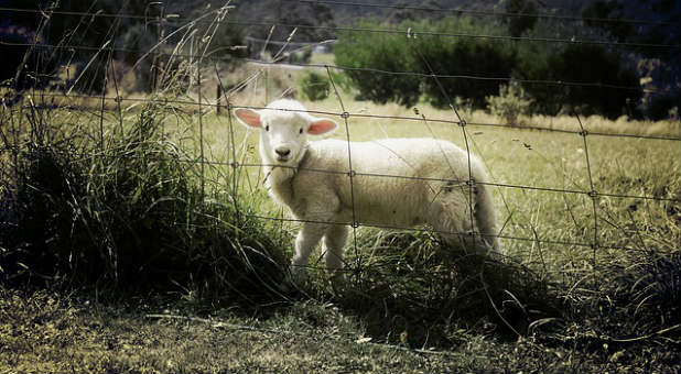 Like sheep, it's easy for believers to stray from the Good Shepherd. Here's what you can do about it.