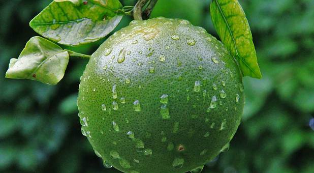 "When you're green, you grow; when you're ripe, you rot."